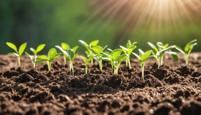 Seedlings growing in sunlight