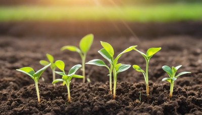 Young plants growing in soil
