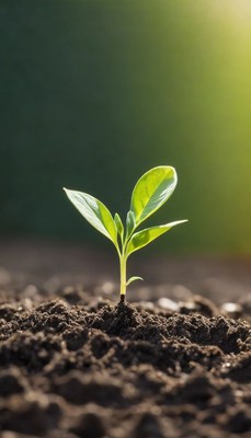 Young sprout growing in soil