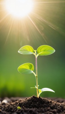 Seedling growing in sunlight