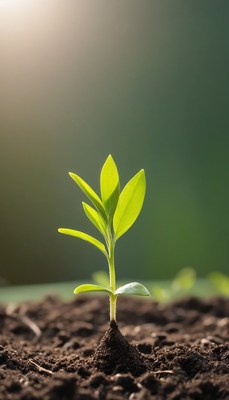 Seedling emerging from soil