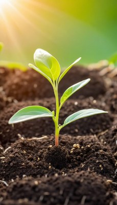 Young plant growing in soil