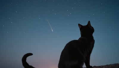 Cat watching shooting star