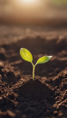 Seedling emerging in sunlight