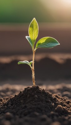 Young plant growing in soil at sunset
