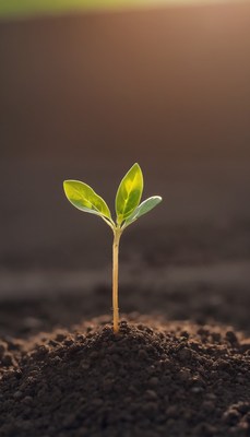 Single sprout in sunlight