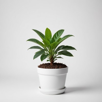 Green plant in white pot
