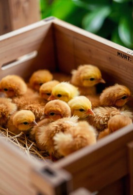 A group of fluffy chicks huddle together in a wooden box