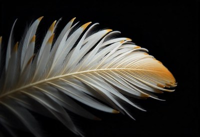 A close-up shot of a single white feather with a golden tip