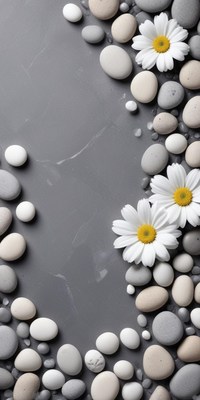 Daisies and pebbles on a gray backdrop