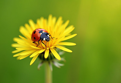 Colorful ladybug on bright yellow flower in springtime