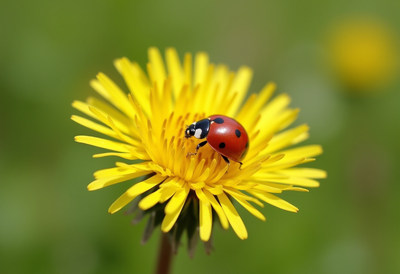 Ladybug resting on a bright yellow flower in spring