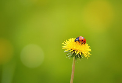 Ladybug resting on vibrant yellow flower in spring