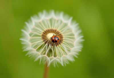 Colorful ladybug on a dandelion in bright green setting