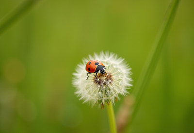 Ladybug resting on dandelion seed head in spring sunlight