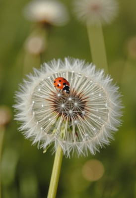 Ladybug resting on a dandelion during springtime