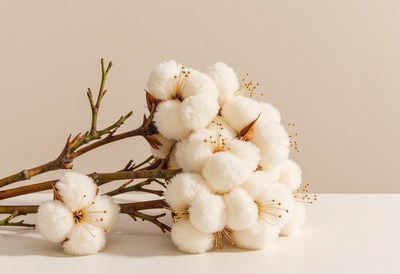 Cotton branches with fluffy bolls on a light background