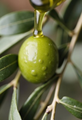 Olive oil drizzling from a fresh green olive branch