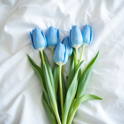 Beautiful blue tulips arranged on white fabric surface