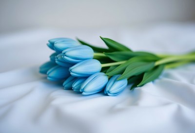 Blue tulips arranged on a white fabric background