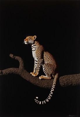 Leopard perched on branch in dark environment