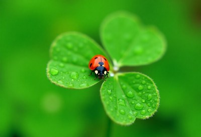 Ladybug on a green clover leaf after the rain