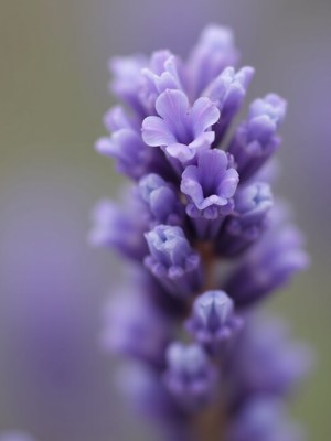 Beautiful lavender bloom in a soft focus environment
