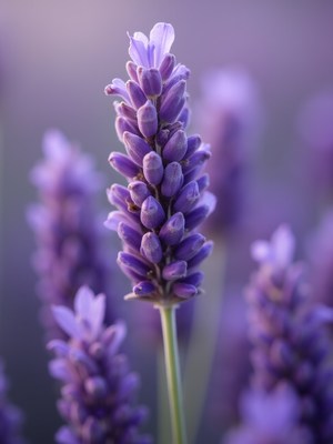 Close-up of vibrant lavender flowers in bloom