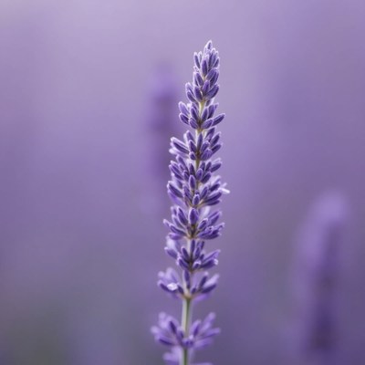 Lavender flower blooms in soft purple hues at dawn