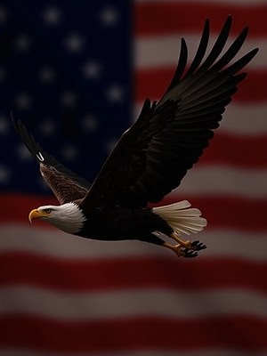 Bald eagle soaring in front of american flag backdrop