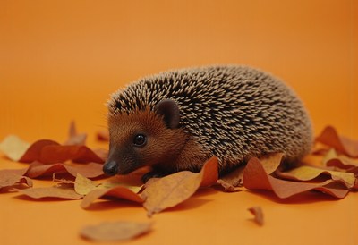 Hedgehog resting on autumn leaves against orange background