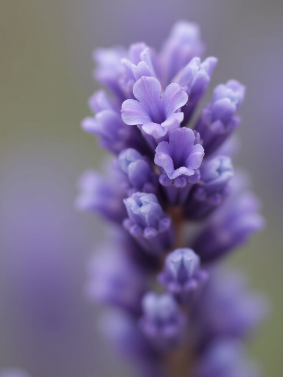 Beautiful lavender bloom in a soft focus environment Beautiful lavender bloom in a soft focus environment