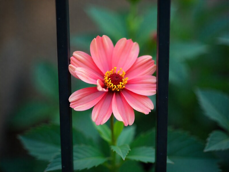 Bright pink flower growing behind black iron bars Bright pink flower growing behind black iron bars