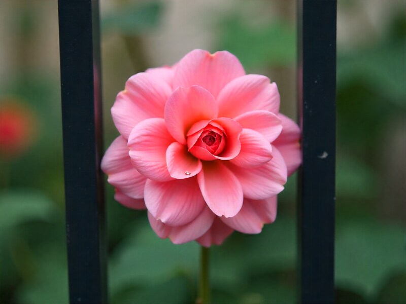Pink flower blooming near a fence in garden Pink flower blooming near a fence in garden
