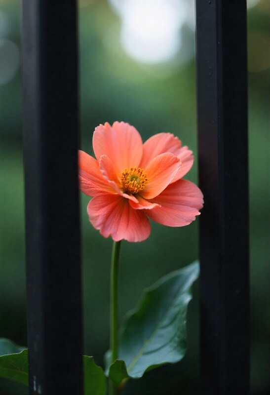 Beautiful orange flower blooming behind black fence Beautiful orange flower blooming behind black fence