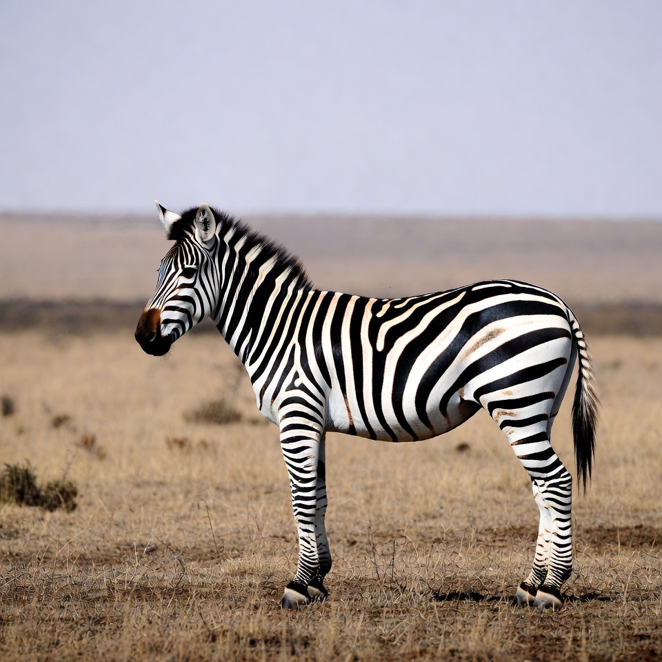 Portrait of a zebra in the savanna Portrait of a zebra in the savanna