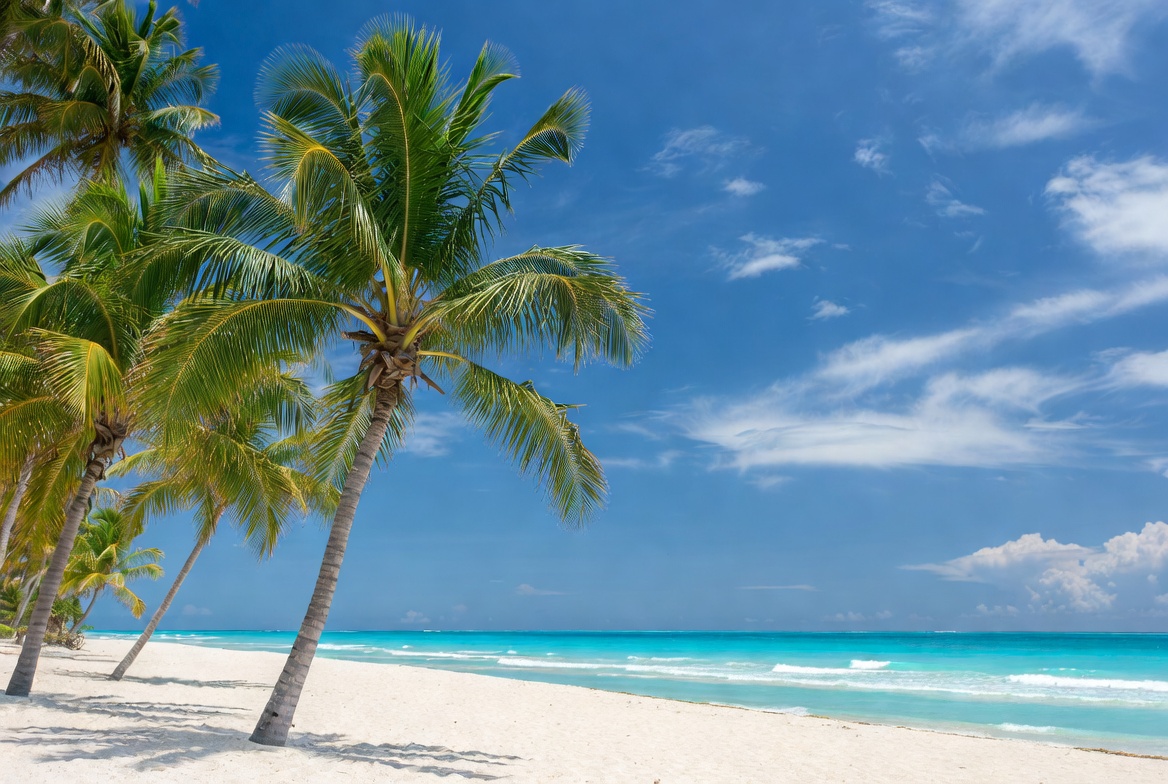 Palm trees along a sunny beach Palm trees along a sunny beach
