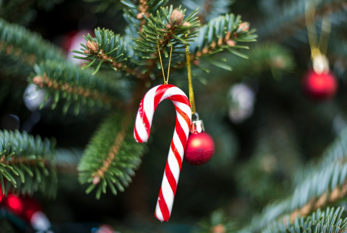 Candy cane ornament on christmas tree Candy cane ornament on christmas tree