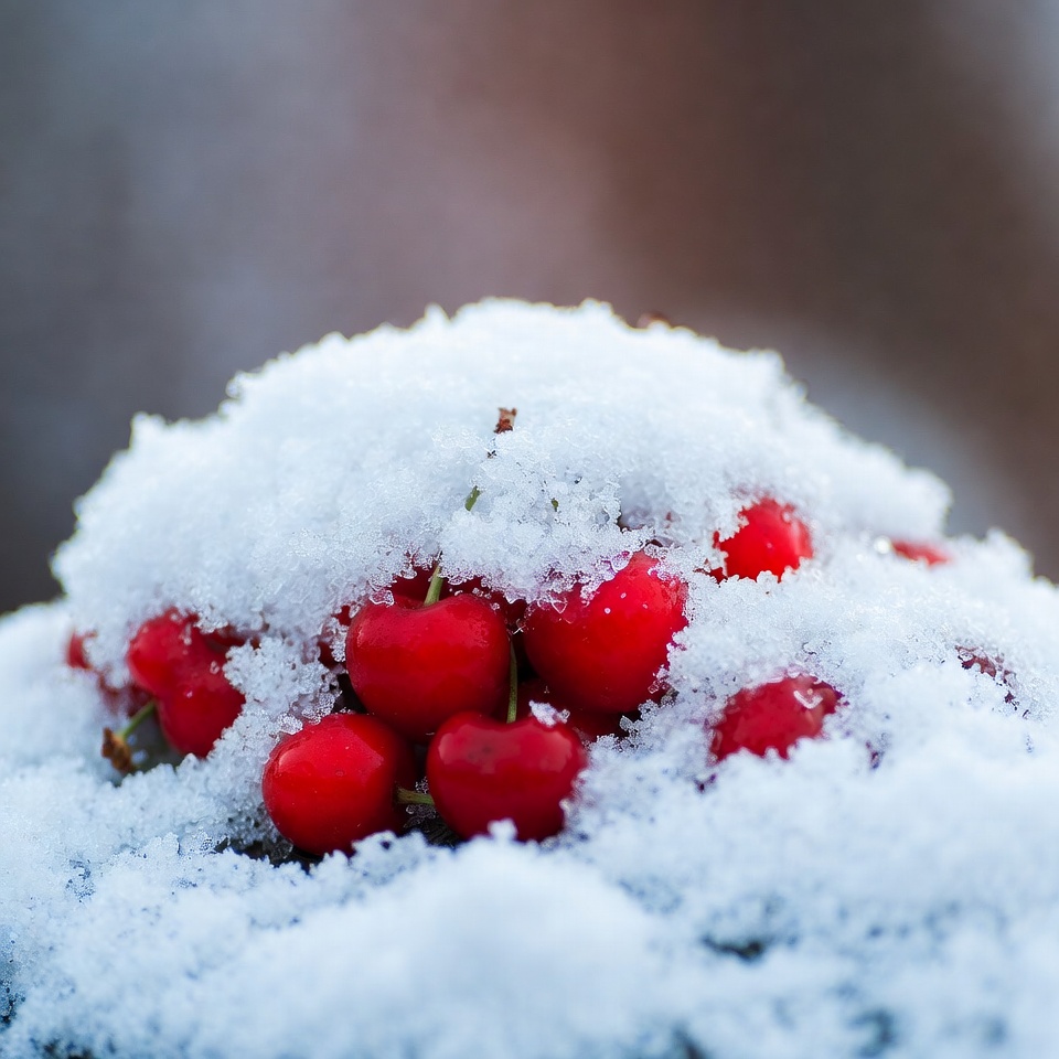 Red berries covered in snow Red berries covered in snow