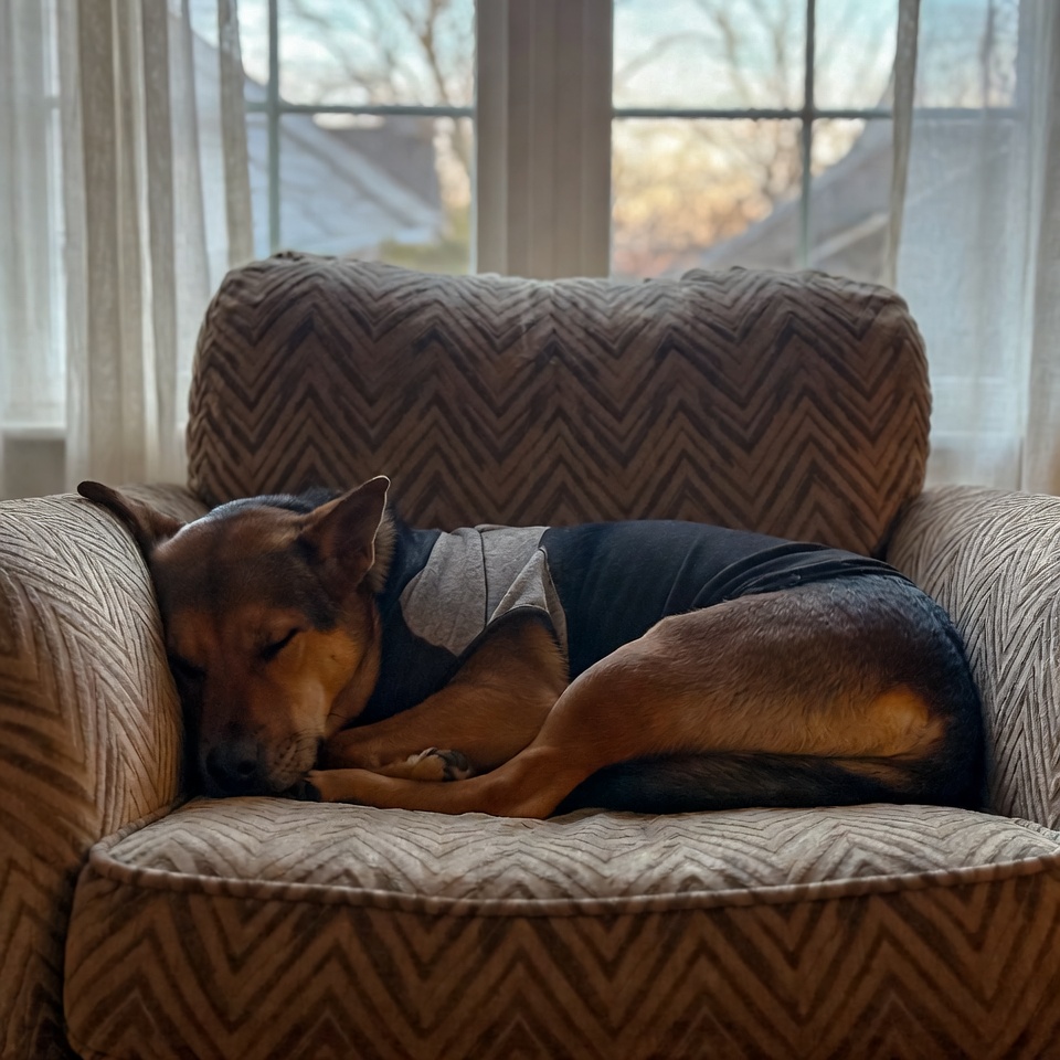 Dog resting on chair in living room Dog resting on chair in living room