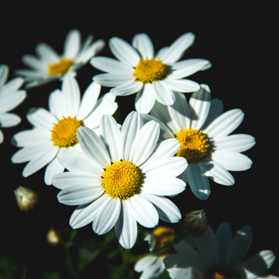 White flowers in sunlight during spring White flowers in sunlight during spring