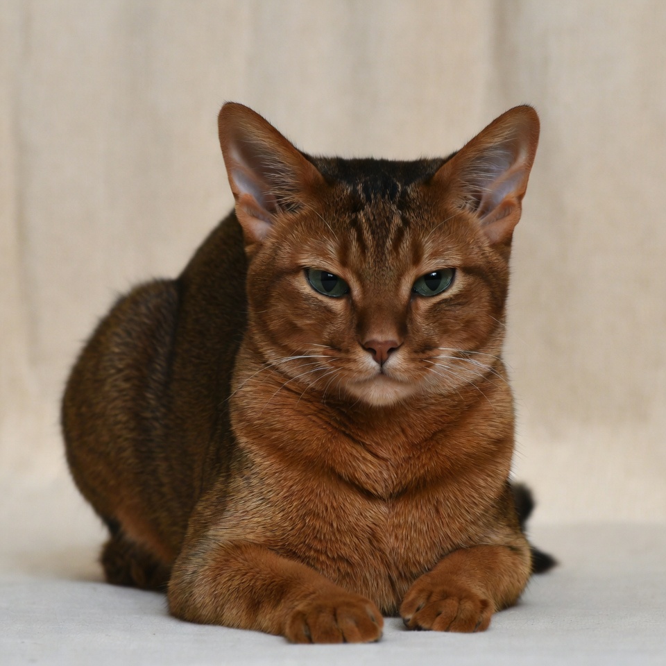 Brown cat lying on soft surface Brown cat lying on soft surface