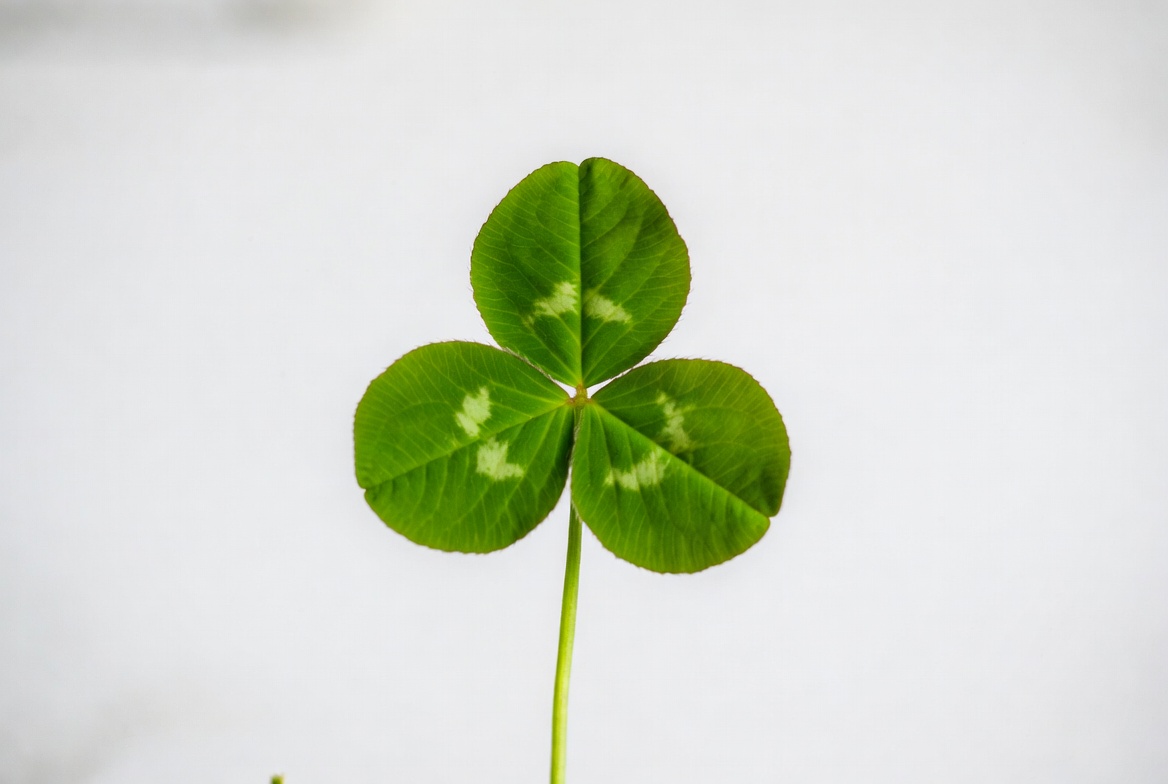 Three leaf clover on white background Three leaf clover on white background