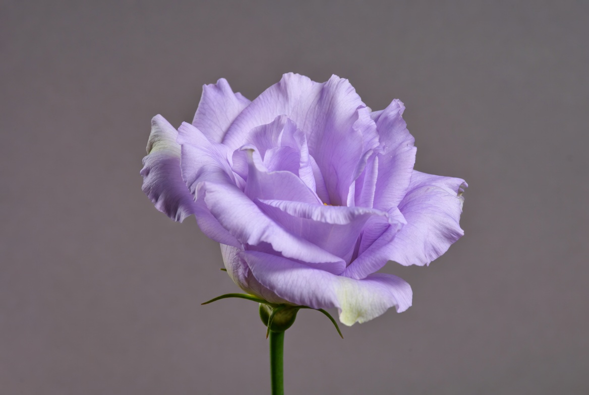 Lavender rose with soft petals Lavender rose with soft petals