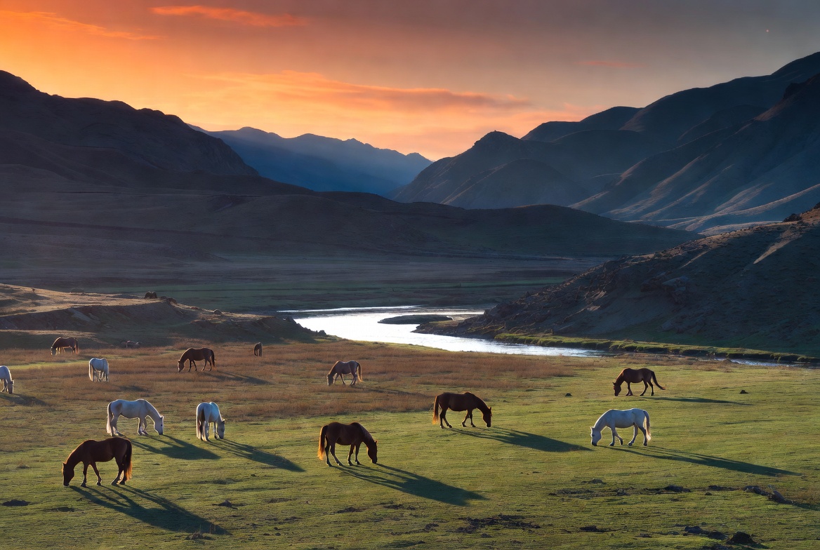 Horses grazing by river at sunset Horses grazing by river at sunset