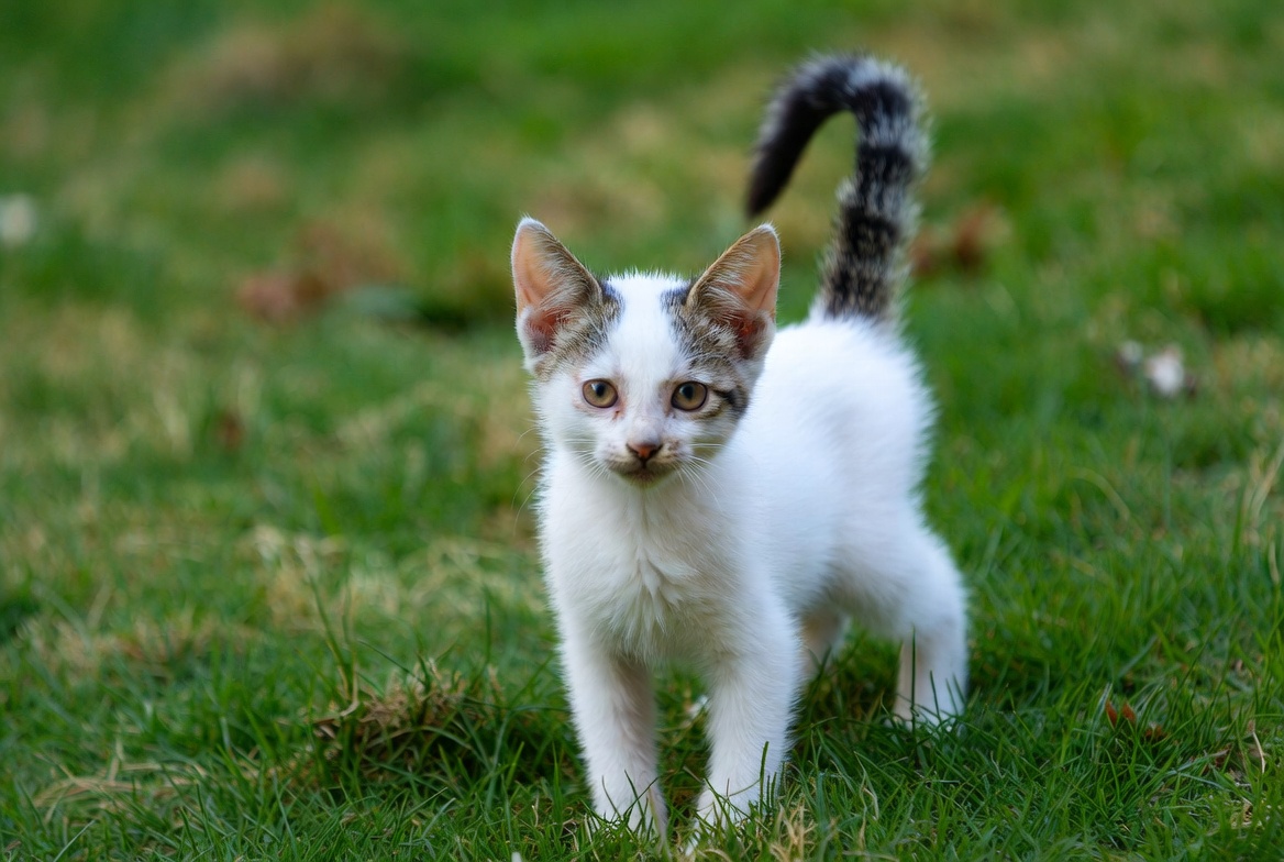Cute kitten playing in grass Cute kitten playing in grass
