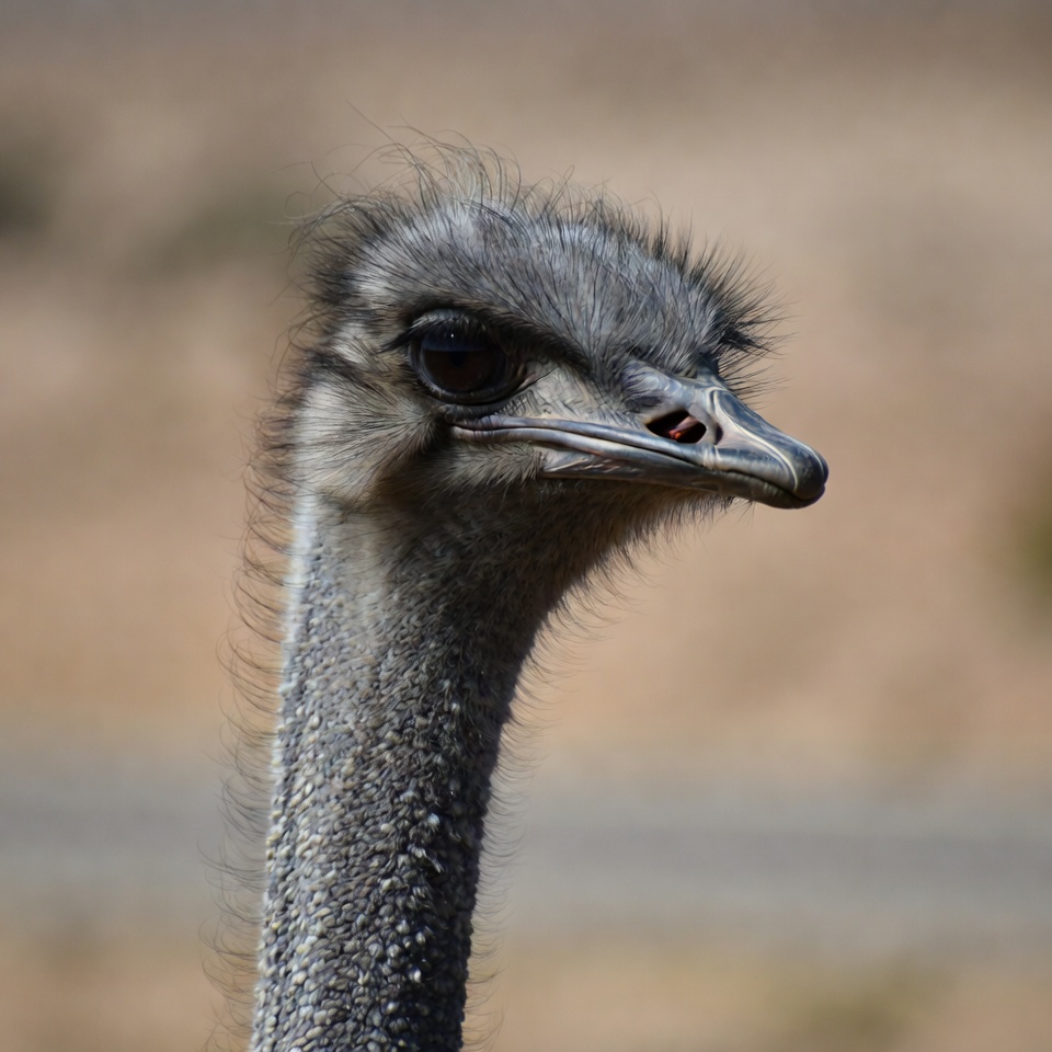 Ostrich close-up at wildlife reserve Ostrich close-up at wildlife reserve