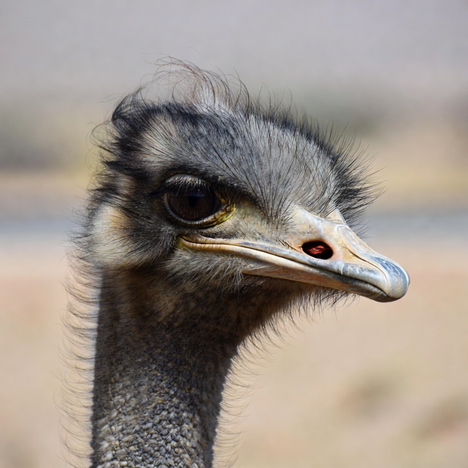 Close up of an ostrich head Close up of an ostrich head
