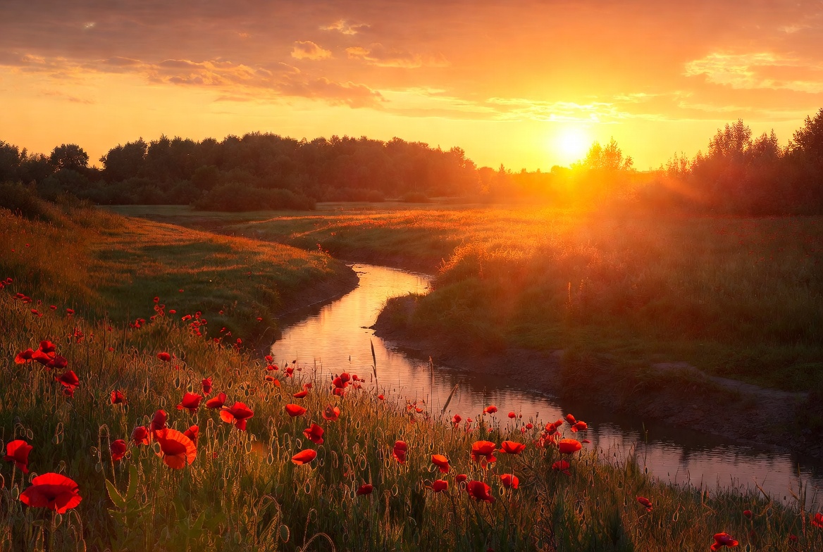 Sunset over river with flowers Sunset over river with flowers