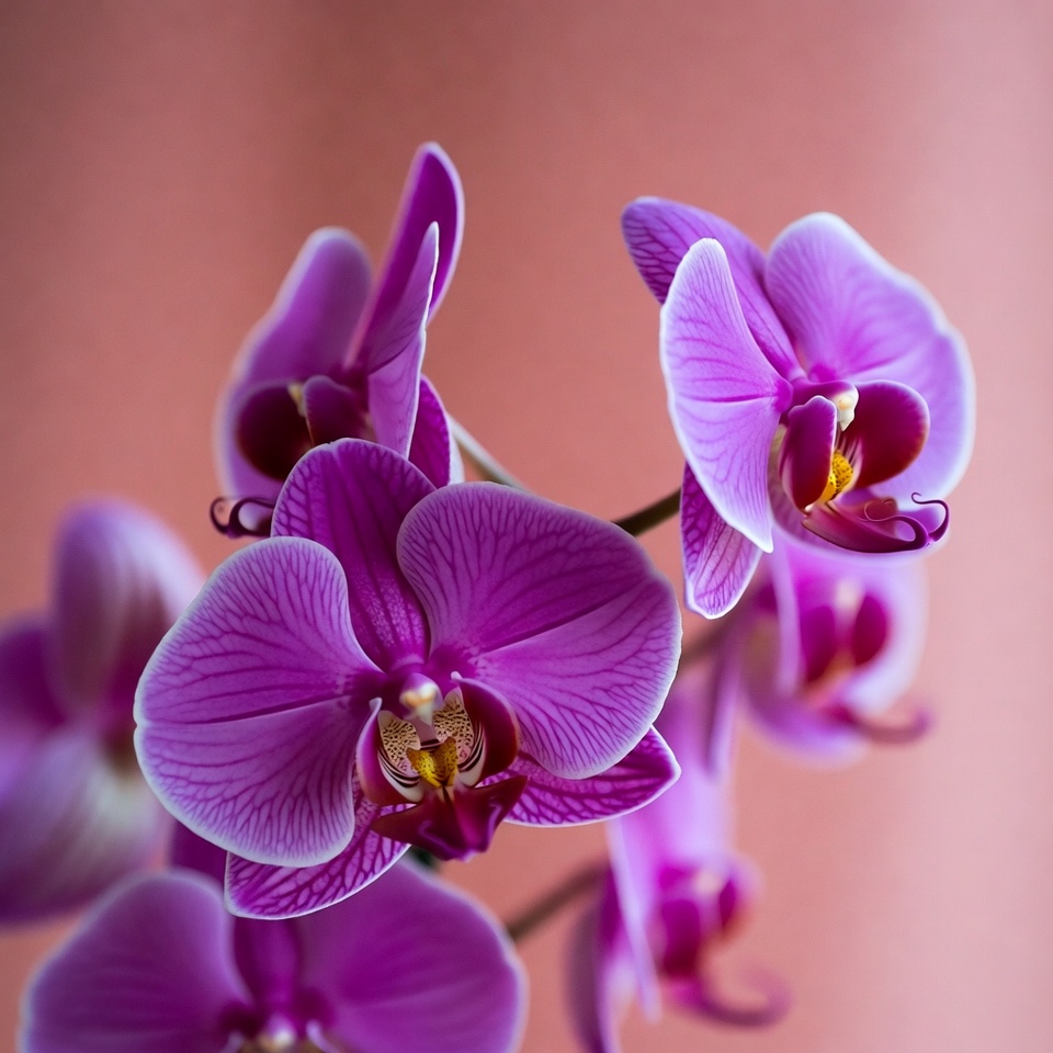 Purple orchids in bright light Purple orchids in bright light